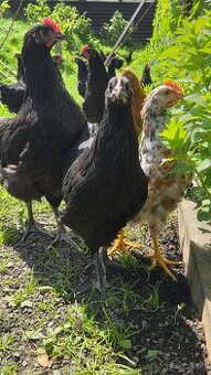 Australorp