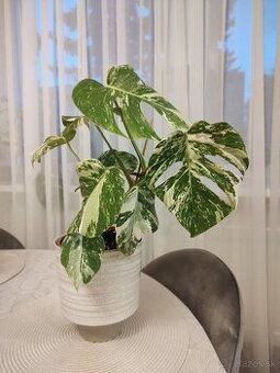 Monstera albo variegata