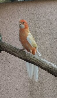 Penant oranžino albino - 1