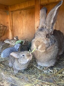 Zajace,kraliky,belgicky obor