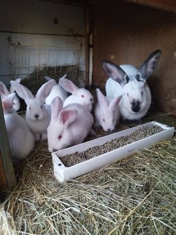 Predávam samicu hila s mladými zajčíkamiy