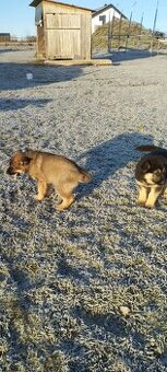 Darujem psyky nemecky ovciak-križene - 1