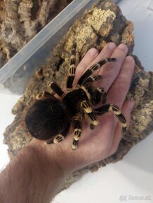 Acanthoscurria Geniculata samička