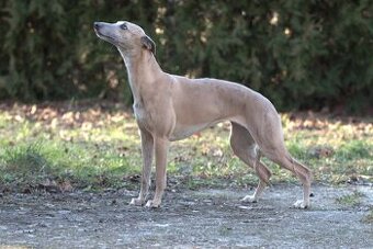 Whippet s PP