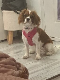 Cavalier