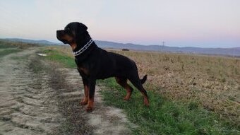 Rottweiler, rotvajler