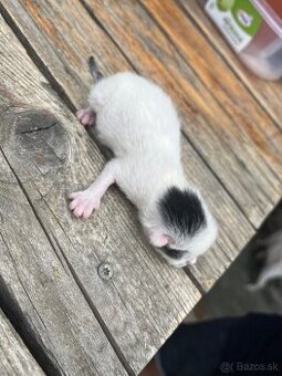 🐾 Darujem mačiatka 🐾