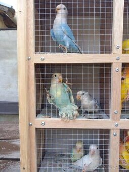 Agapornis ružovohrdlý