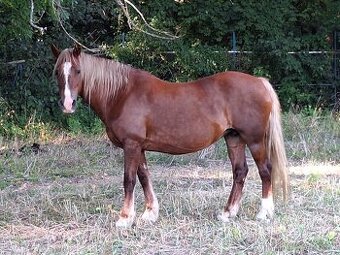 Welsh Cob D kobyla pre deti