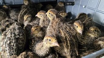 Prepelice faraon jumbo