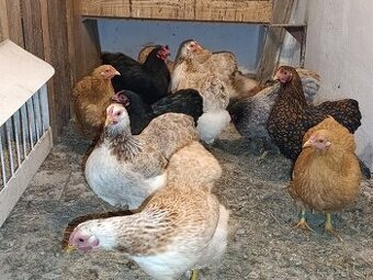 Zdrobnelá wyandotka