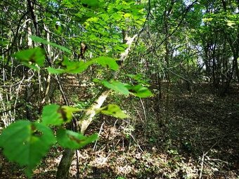 Pozemok na Rekreačnú chatku - Nižný Skálnik