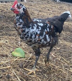 Predam mlade kohutiky cream legbar a svedska kvetina