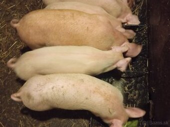 Predám odstavčatá