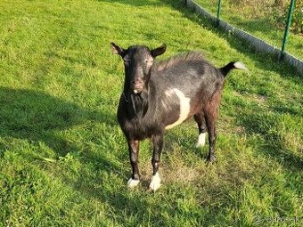 KRÁTKOSRSTÝ BEZROHÝ CAP | 2,5 ROČNÝ |