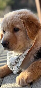 DARUJEM ŠTENIATKO🐾