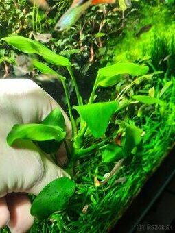 Anubias barteri