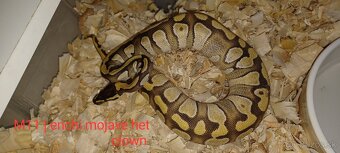 Python kralovsky