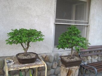 bonsai,bonsaj-hrab 9 - 1