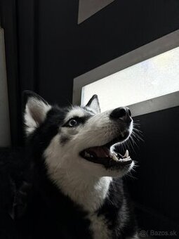 Sibírsky husky Fenka