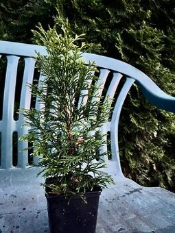 Na predaj: Thuja occidentalis – 30 cm zdravé sadenice