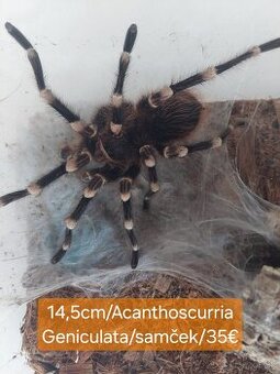 Sklípkani, Tarantule, Pavúky, Vtáčkare