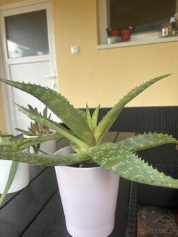 Predam pravé aloe