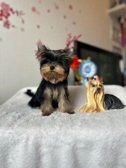 Yorkshire terrier, jork, jorksirsky terrier s PP