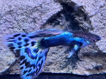Gubka japan blue mosaic