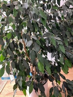 Predám izbový kvet FICUS BENJAMINA