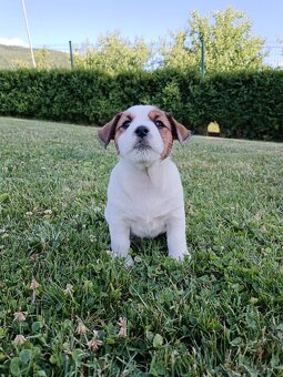 Jack Russell terier s PP