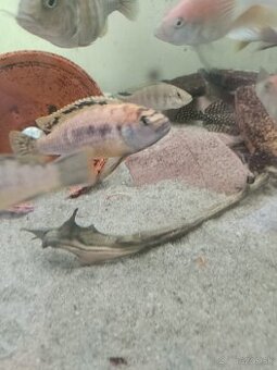 Africké cichlidy.