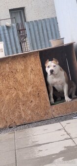American Bully