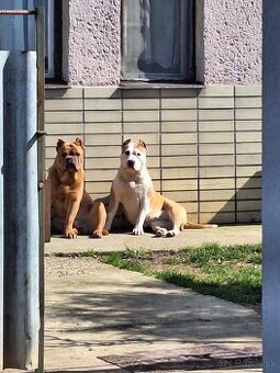 American Bully