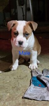 American Bully