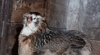 Araucana,araucany,araukana,araukany