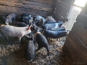 Predám odstavčatá krížence mangalica s preštickým
