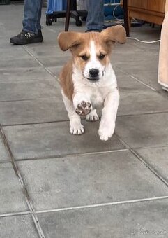 Darujem 2-mesačné šteniatko 🐶