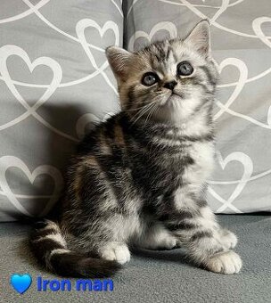 Britské whiskas mačiatka s PP