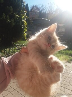 Perzské mačiatko - 1