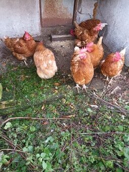 Domaca sliepka na polievku