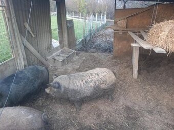 Predám ošípané mangalica durok