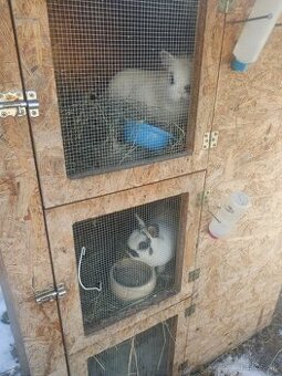 Zakrslé králiky. Chovný párik.