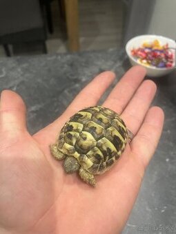 Korytnacka suchozemska