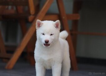 Shiba s PP - krémový pes