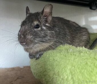Osmak degu DARUJEM