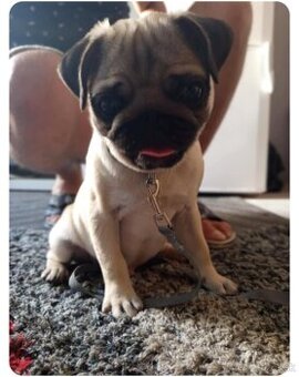 Mops