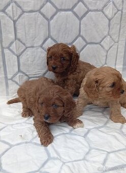 Cavapoo