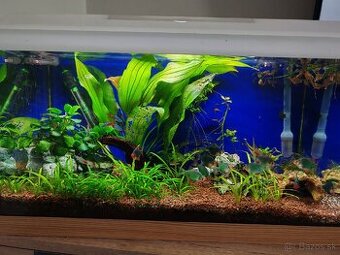 Predám akvarium