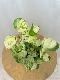 Epipremnum Happy Leaf